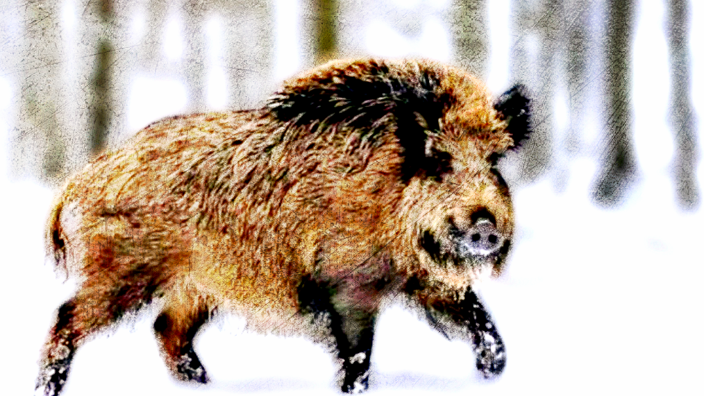 Here Come the ‘Super Pigs’: Wild Crossbreed Boars Are Spreading Out of Control, Down From Canada to Northern US