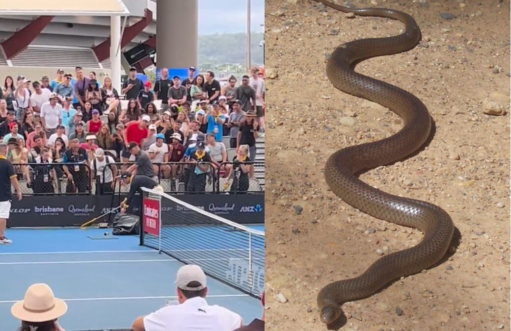 Extremely Venomous Eastern Brown Snake Shuts Down Play at Australian Tournament – Slithers onto Court Near Ballkids During Match