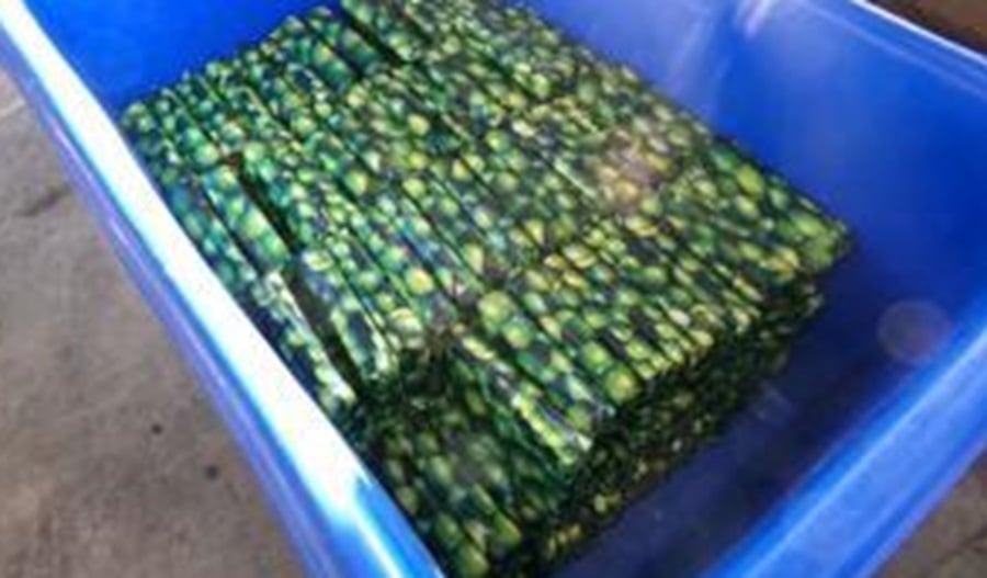 CBP Agents Find Over $3 Million Worth of Cocaine Hidden in a Shipment of Limes