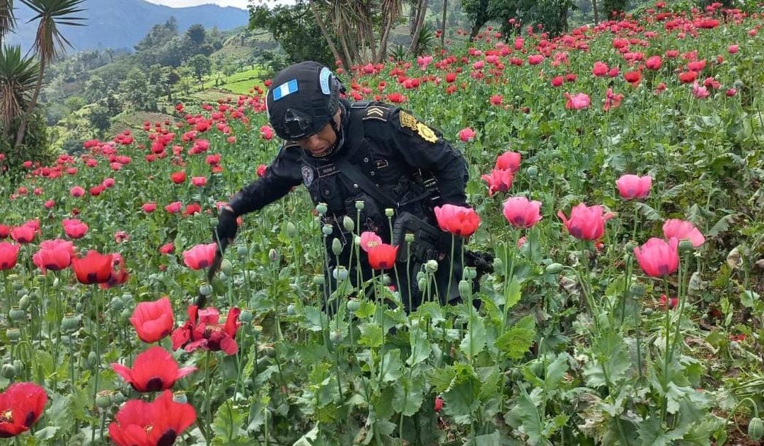 Guatemalan Poppy Farmers Suffer as Fentanyl Overtakes Heroin in the US