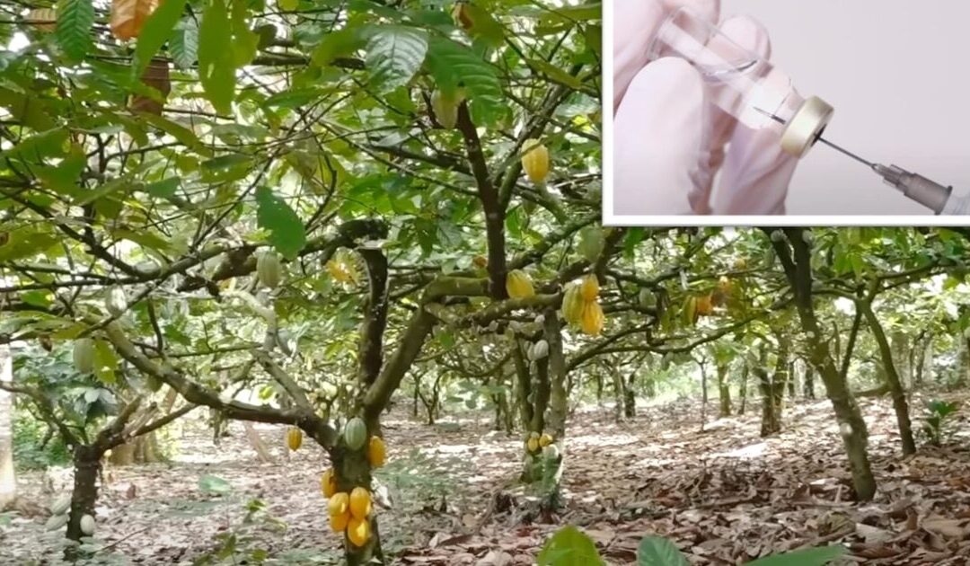 World’s Chocolate Supply Under Threat By Virus, Researchers Call for Cacao Trees To Be Vaccinated