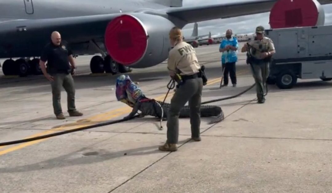 Florida Authorities Wrangle Alligator at MacDill Air Force Base (VIDEO)