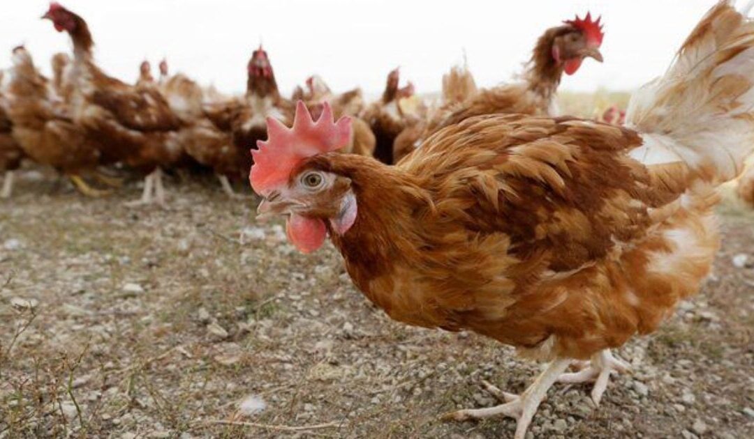 Governor Signs Disaster Proclamation as Officials Order Killing of 4.2 Million Chickens