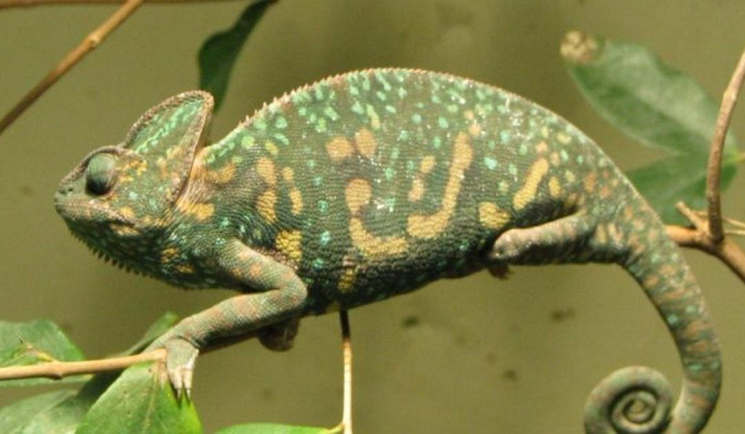 What Do Missouri RINOs and Chameleons Have in Common?