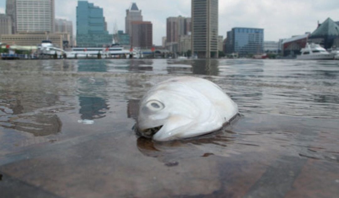 WTH: Baltimore, Maryland Invites 125 People to Swim in The Baltimore Harbor Near Bridge Collapse Where Hazardous Materials Spilled into Water, Sewage, Trash, Drug Needles, and Dead Bodies Float