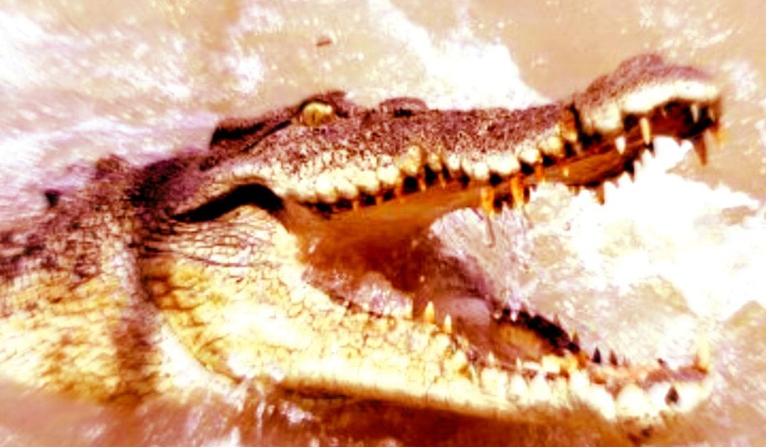 CROC INVASION: Calls Arise for Surging Crocodile Population To Be Contained After Fatal Attack of Australian Child