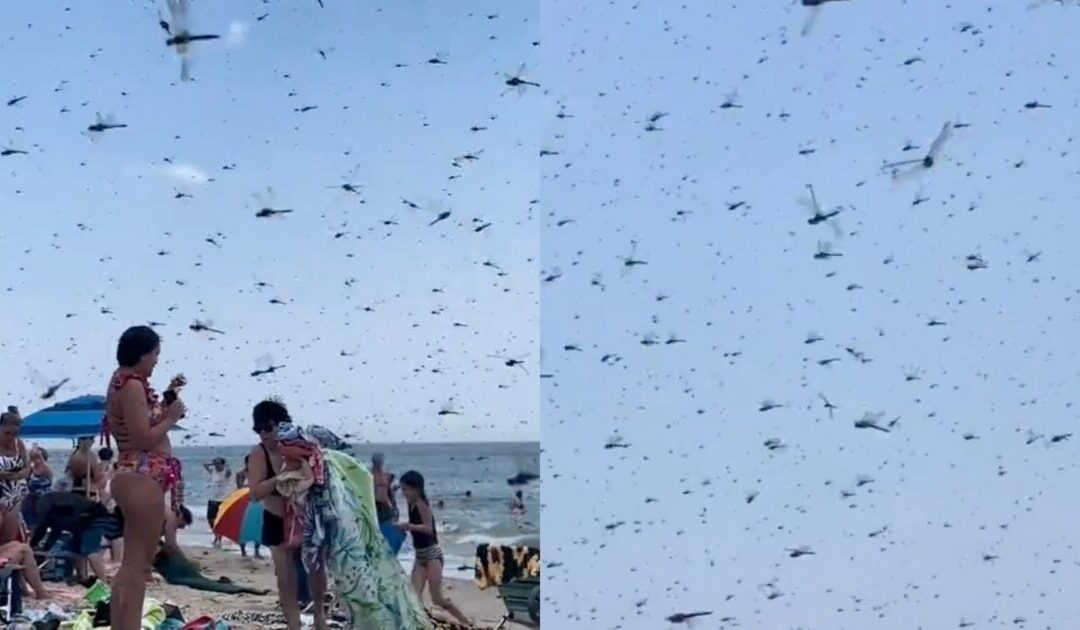 “Dragonfly Apocalypse” — Thousands of Dragonflies Swarm Beachgoers at Rhode Island’s Misquamicut Beach