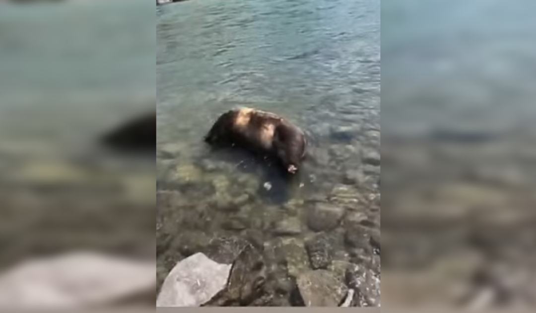 Grizzly Bear Discovered Decapitated With No Paws at Yellowstone