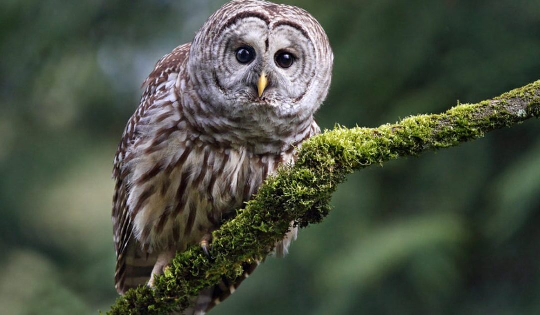 Feds Want Migratory Bird Treaty Exemption to Call in and Eradicate American Owls