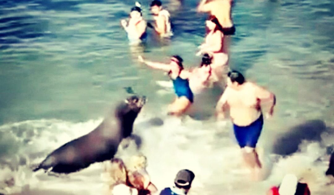 WATCH: Aggressive Sea Lion Charges at People in San Diego’s La Jolla Cove as Terrified Beachgoers Scramble To Get Away From It