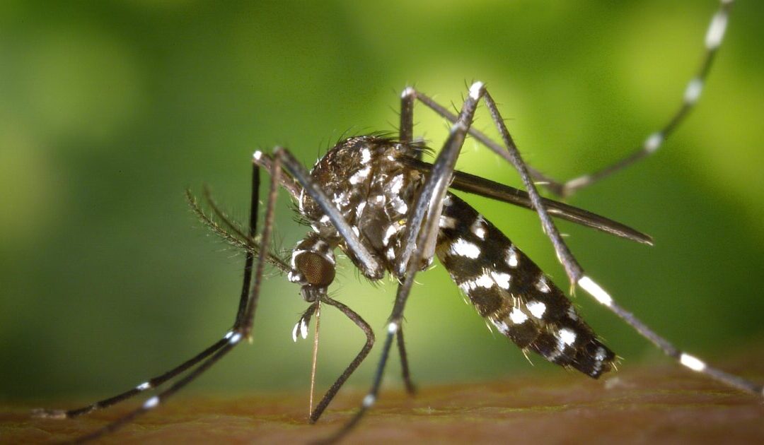 Voluntary Lockdown Imposed at Four Massachusetts Towns to Combat Deadly and Incurable Mosquito-Borne Disease