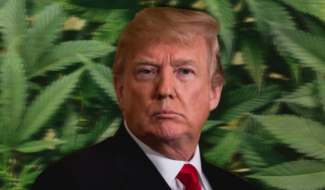 Trump Releases Bold Statement Pushing for Responsible Marijuana Use as Florida Voters Poised to Approve New Law