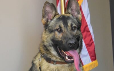 Missouri Police Officer Charged in the Death of His K-9 Partner