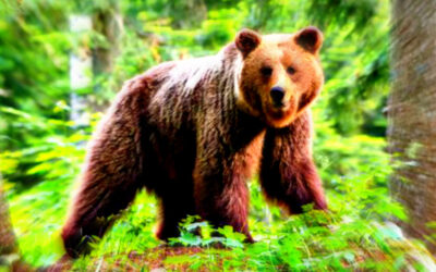 Brown Bear Who Killed Man in Attack in the Italian Alps Remains in Captivity After High Court Prevents Local Authorities From Culling It