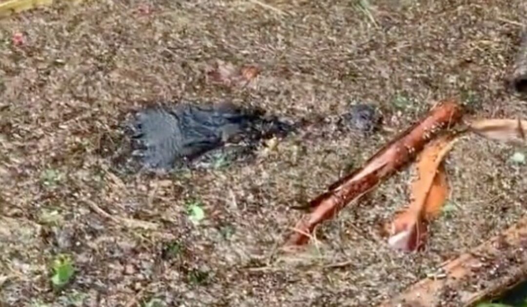 Alligators Swim Through Florida Streets After Hurricane Helene Hits Sunshine State (VIDEO)