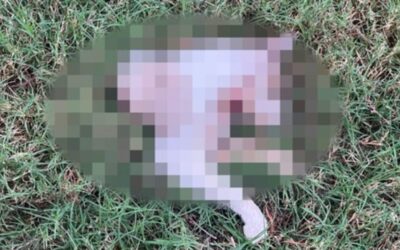 BREAKING: Not Just Springfield, Ohio — Three Cats Found Mutilated, Cut in Half with Paws Cleanly Chopped Off, No Blood at the Scene in Houston, Texas in Less Than Two Weeks