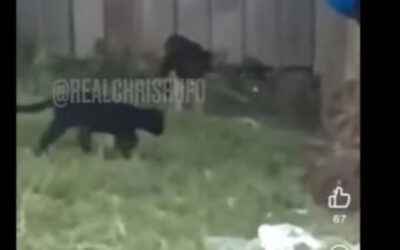 A Chris Rufo Investigation: SHOCK VIDEO!… Migrants Caught Killing and Grilling Cats in Dayton, Ohio