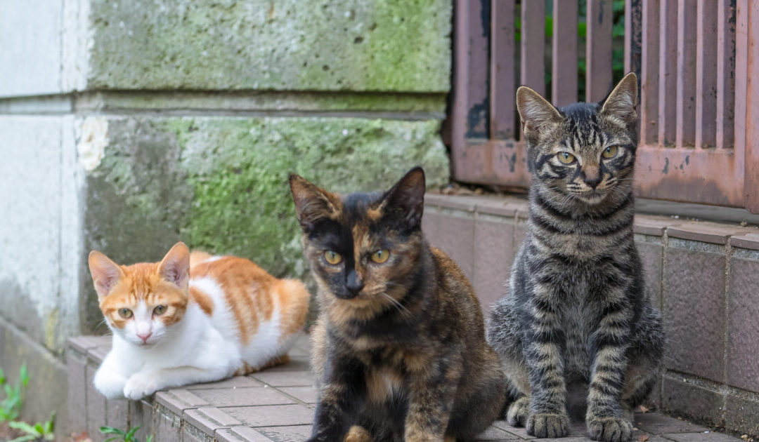 Disturbing Wave of Cat Disappearances Hits US Town – Officials Doubt Wildlife Is to Blame