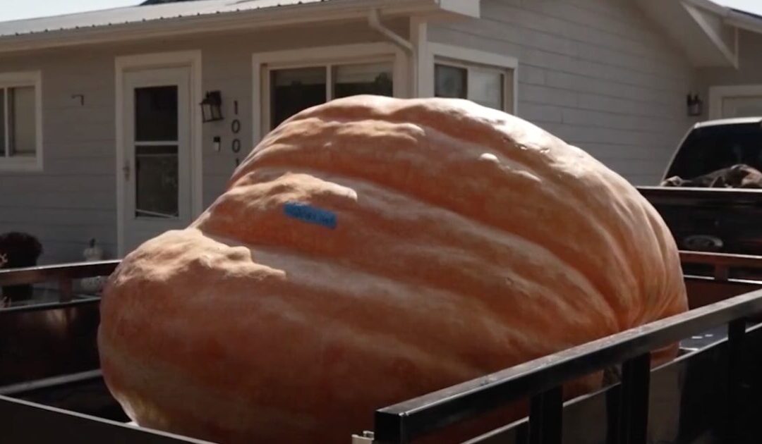 MUST SEE: Firefighter Grows Record-Breaking 1-Ton Pumpkin