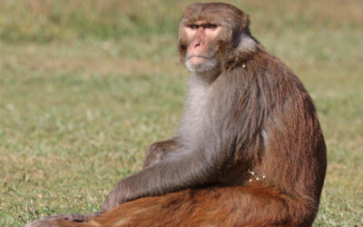 BREAKING: South Carolina on High Alert — Authorities Warn Residents to Lock Doors and Windows After 40+ Monkeys Escape Research Facility