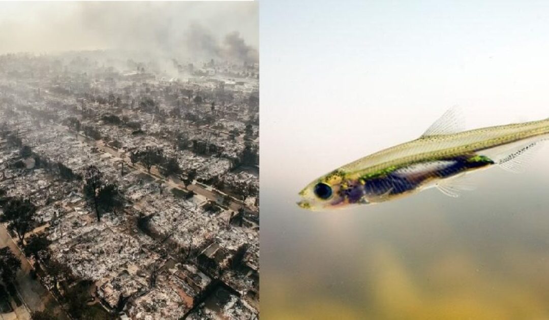 The Infamous Delta Smelt Fish Has Not Been Seen in Nearly a Decade – California Allowed Its Cities to Burn to the Ground Over a Fish That They Can’t Even Find Anymore