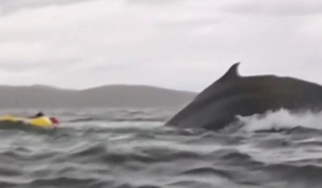 Watch: Real Life Jonah – Whale Gobbles Up Kayaker on Video Then Vomits Him Back Up Still Alive