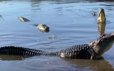 Woman in Canoe Pays with Her Life After Passing Over Hidden Alligator
