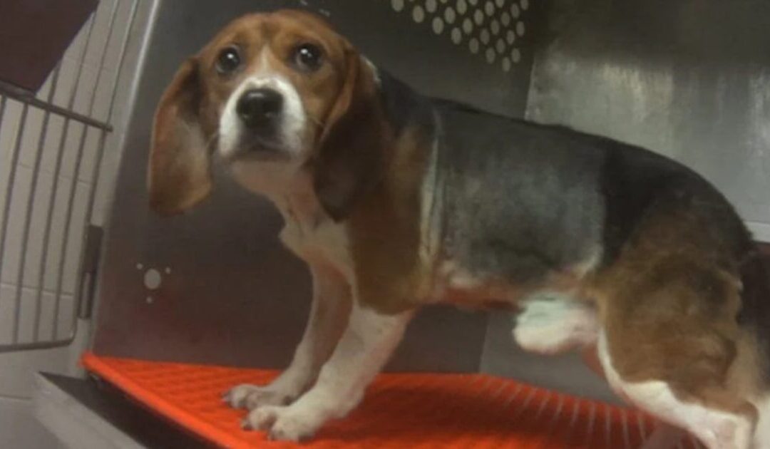 SHOCK SCANDAL: Fauci’s NIH Lapdog Desperately Justifies Barbaric Animal Tests as PETA Comes to Her DEFENSE