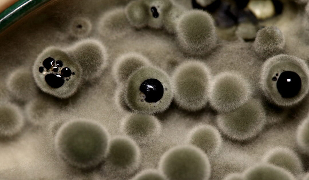 Pharoah’s Curse Fungus Yields Breakthrough in Blood Cancer Treatment