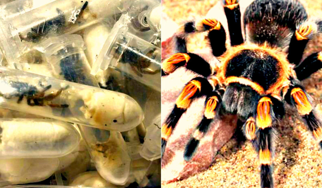 UNBOXING THE TARANTULAS: German Customs Seize 1,500 Spiders Hidden in Sponge Cake Boxes