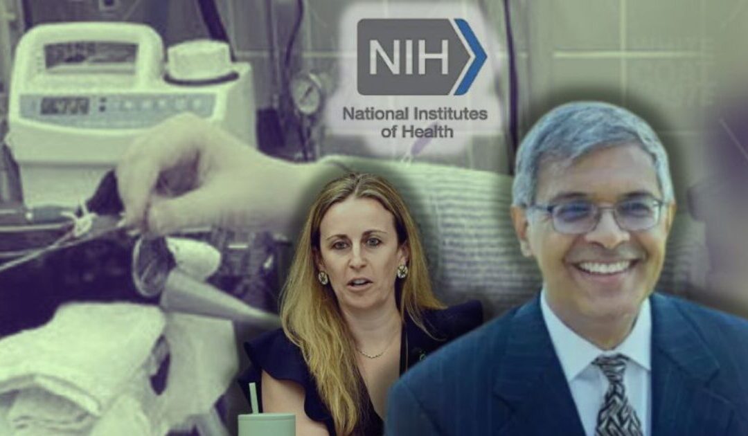 NIH Betrays Promise to End Fauci-Era Animal Cruelty by Renewing Horrific Kitten Heart Failure Experiments, Slaughtering Dozens More Innocent Kittens with YOUR Tax Dollars