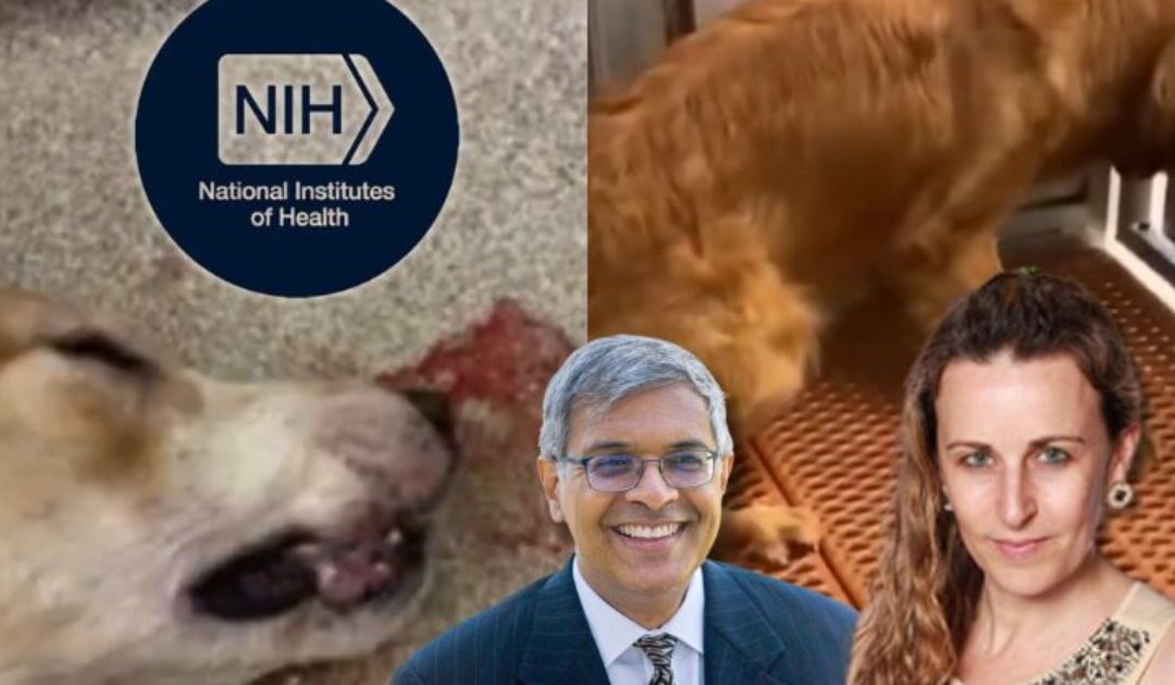 Obama-Biden Holdovers at NIH Continue Spending Tens of Millions on Cruel Dog Tests, Despite Claims of Phasing it Out