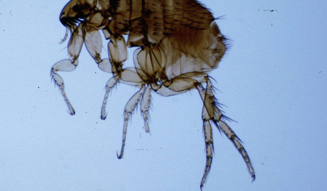 California Resident Tests Positive for Bubonic Plague