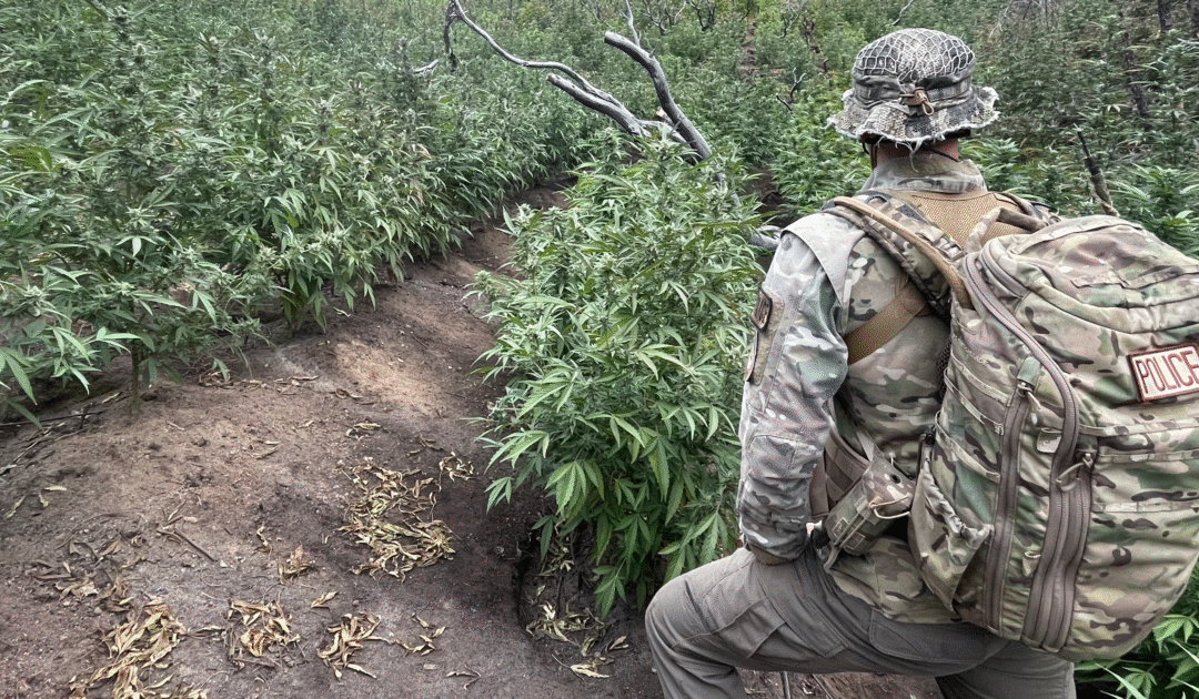 Officials Remove Thousands of Marijuana Plants in National Park