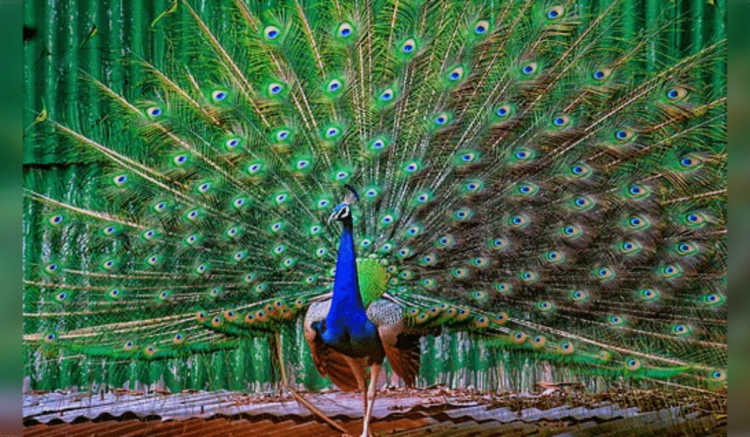 Bizarre: Florida Man Arrested After Killing and Eating His Pet Peacocks