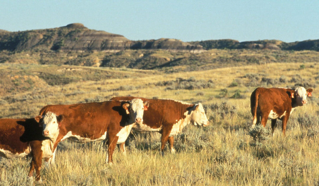 America’s Beef Shortage: How the Mexico Cattle Crisis Threatens Your Dinner Table