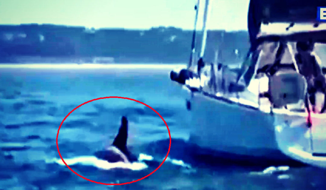 BEWARE OF THE KILLER WHALES: A Pod of Orcas Ram and Sink Small Yacht off the Coast of Portugal (VIDEO)