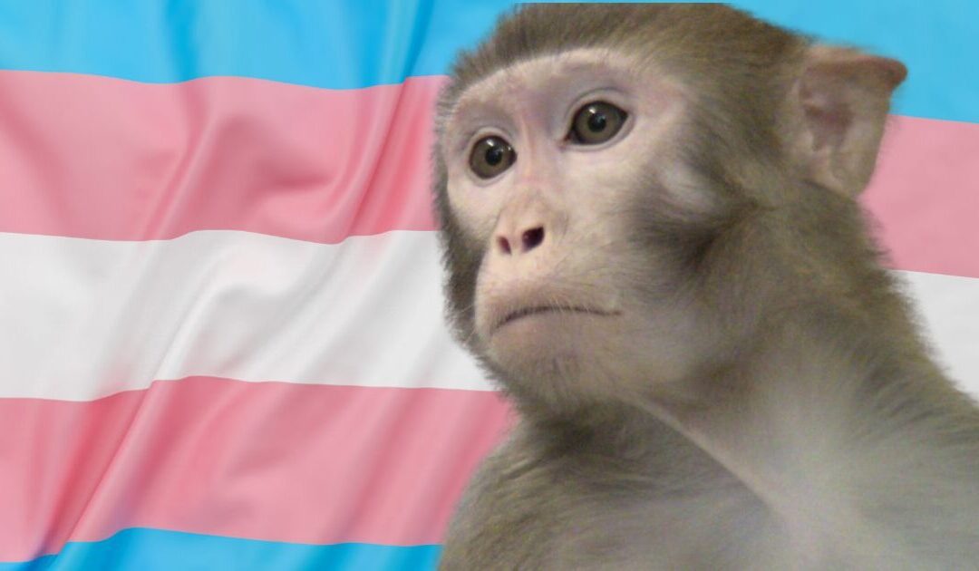 WINNING: House Appropriations Committee Unanimously Passes Amendment to Defund All NIH-Funded Transgender Animal Experiments in FY26 Spending Bill