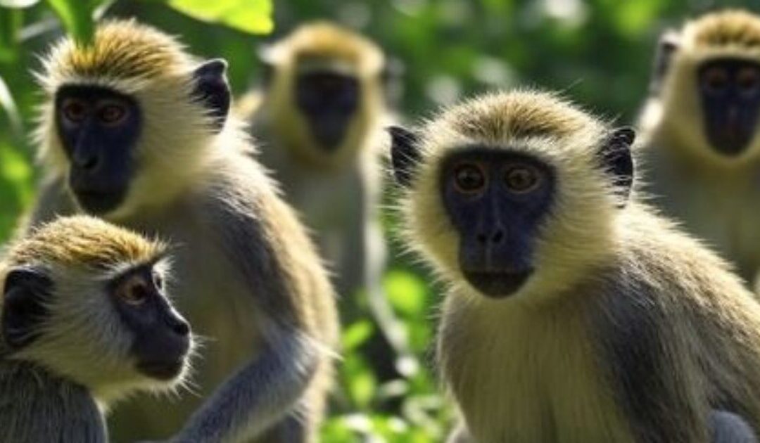 St. Louis Calls Off Search for Band of Monkeys Allegedly Accompanied by a Goat After AI Images Flood Social Media