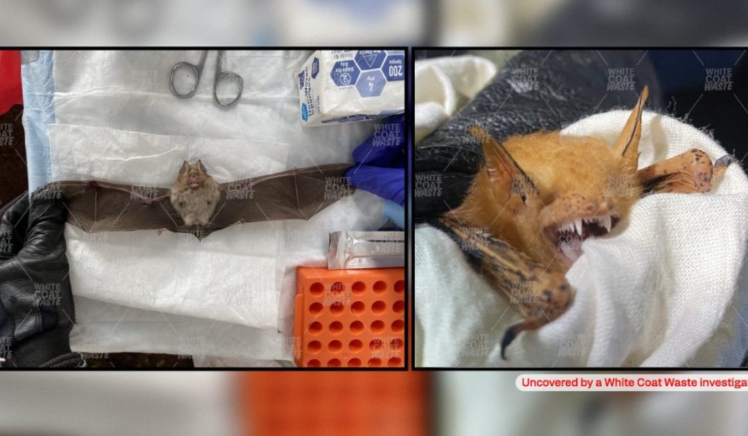 DID WE LEARN NOTHING? NIH Funds Wuhan-Style Bat Lab at Colorado State University