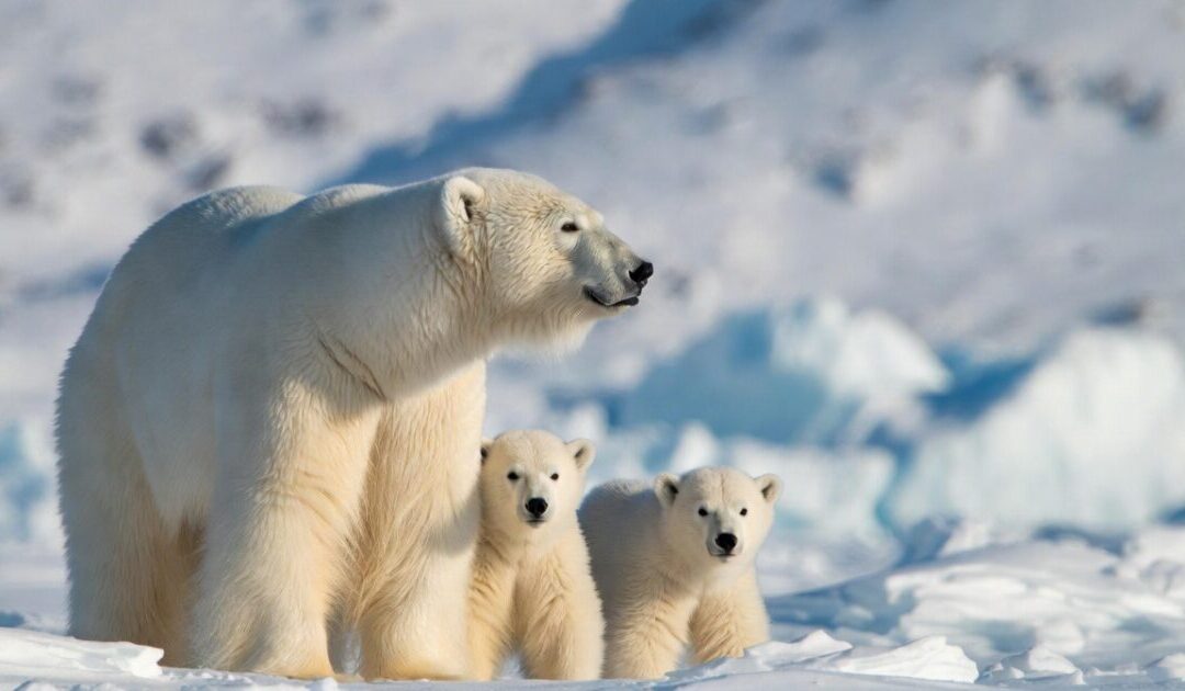 Polar Bears Getting ‘Fatter and Healthier’ Despite So-Called Global Warming, Study Finds