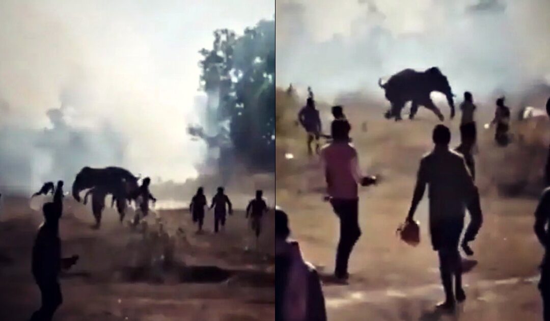 HORROR: Wild Elephant Kills Two Dozen People in a 10-Day Rampage Across Eastern India (VIDEO)