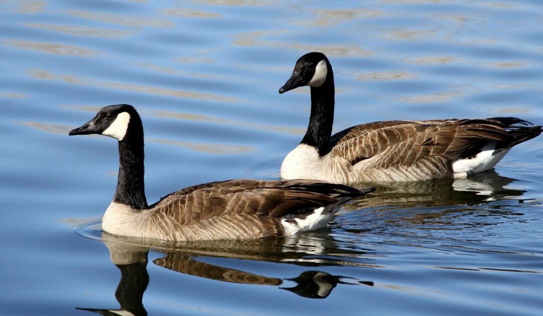 Over 1,100 Geese Mysteriously Found Dead in New Jersey Waters