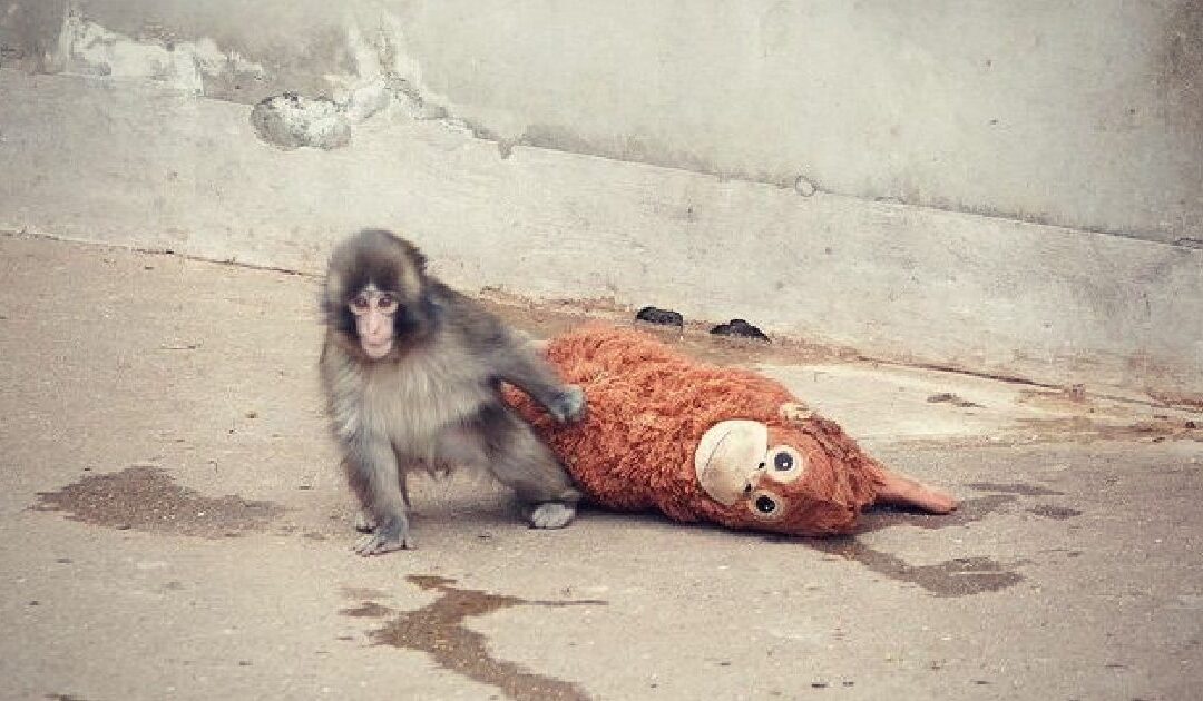 Baby Monkey Rejected by Mother Takes the Internet by Storm, and Causes People Around the World To Rejoice as ‘Punch’ is Adopted by a Family of Monkeys in Japan Zoo