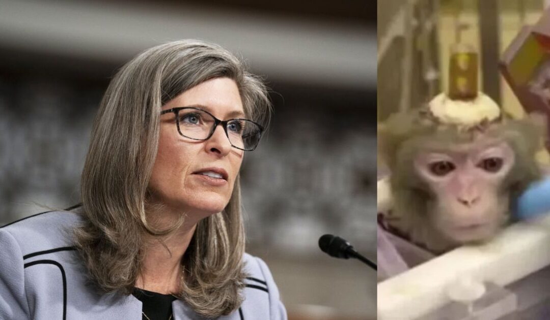 Sen. Joni Ernst and White Coat Waste Hammer Pentagon-Funded Labs for Hiding Spending on Octopus Hypnosis, Monkey Mind-Reading, and Mouse mRNA Tests in Violation of Federal Law