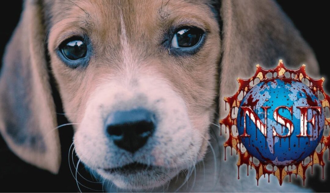 EXPOSED: Taxpayer-Funded Horror at University of Chicago – NSF Pours Millions into Inducing Severe Strokes in Dogs Before Killing Them