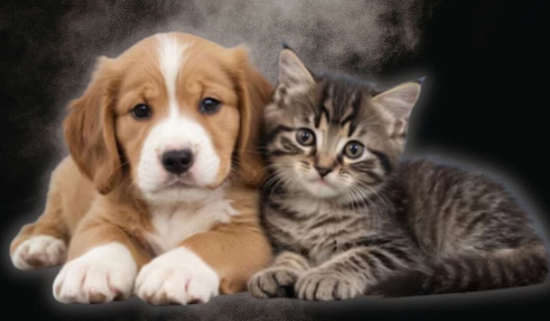 NIH’s Fauci-Holdover Animal Testing Czar Caught Lying About Funding Dog and Cat Experiments – Approved Millions While PETA Applauded