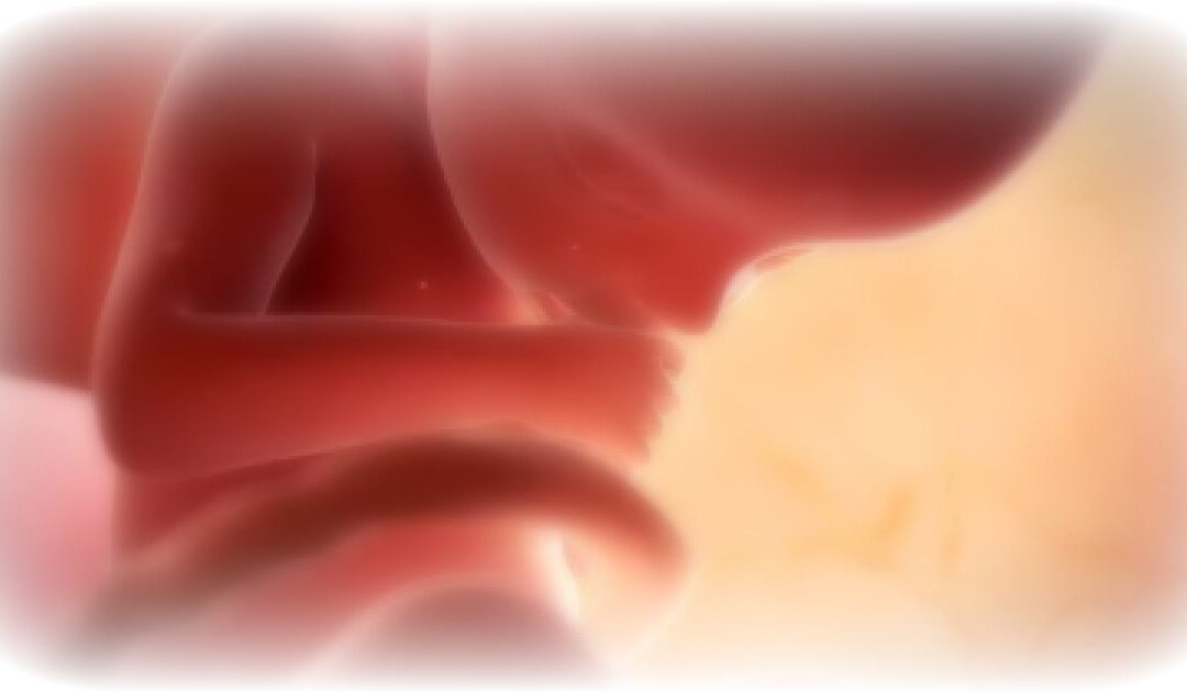DARK DAY: British House of Lords Approves UP TO BIRTH Abortions To Become Law, as the Culture of Death Takes Over the UK