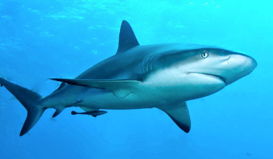 Sharks in the Caribbean Show Traces of Cocaine, Study Shows