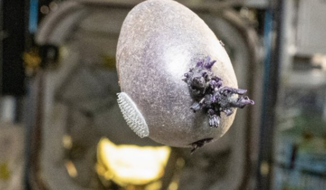 NASA Astronaut Responds to Online Panic Over “Tentacled” Object on ISS